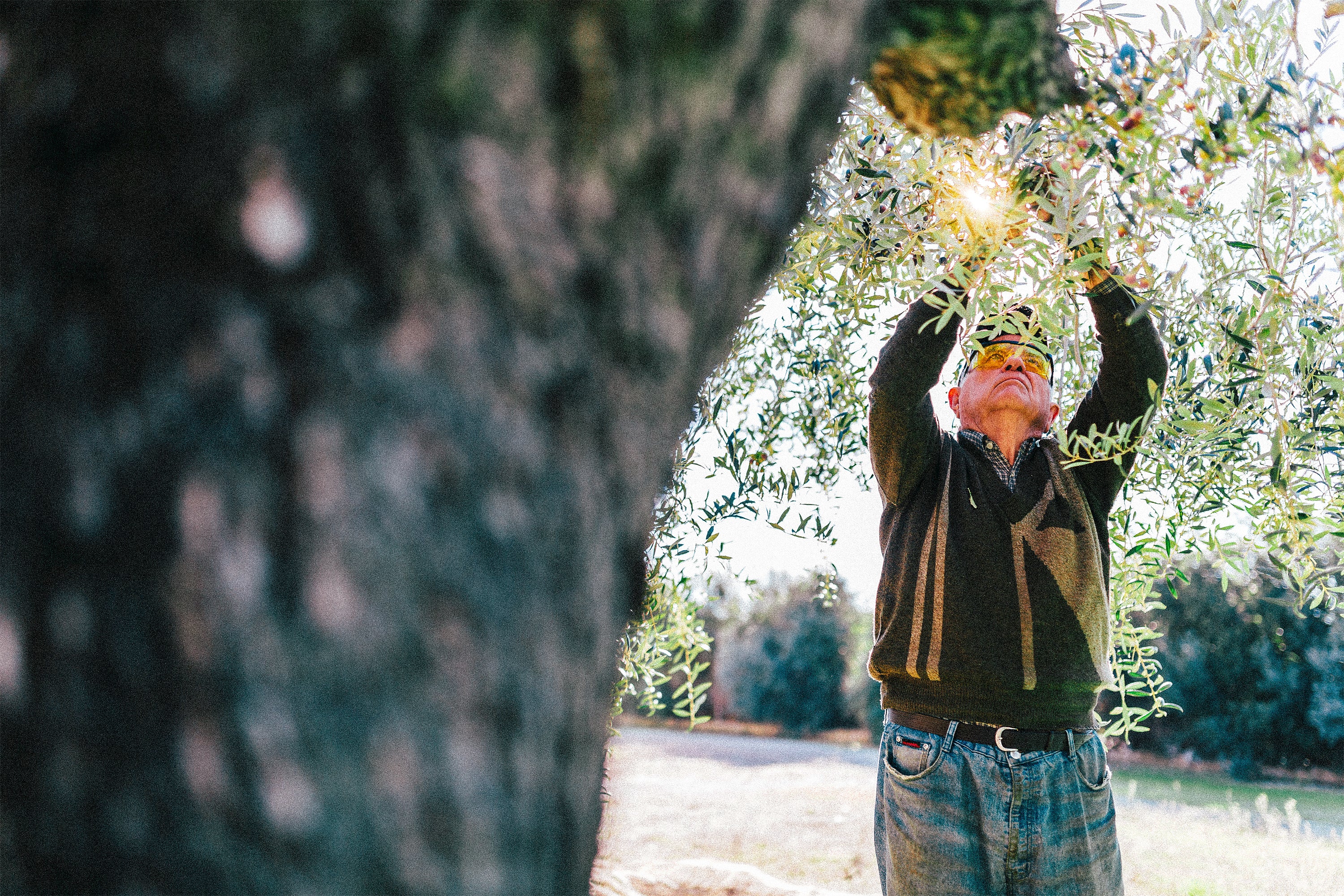 Olijven plukken ISORA